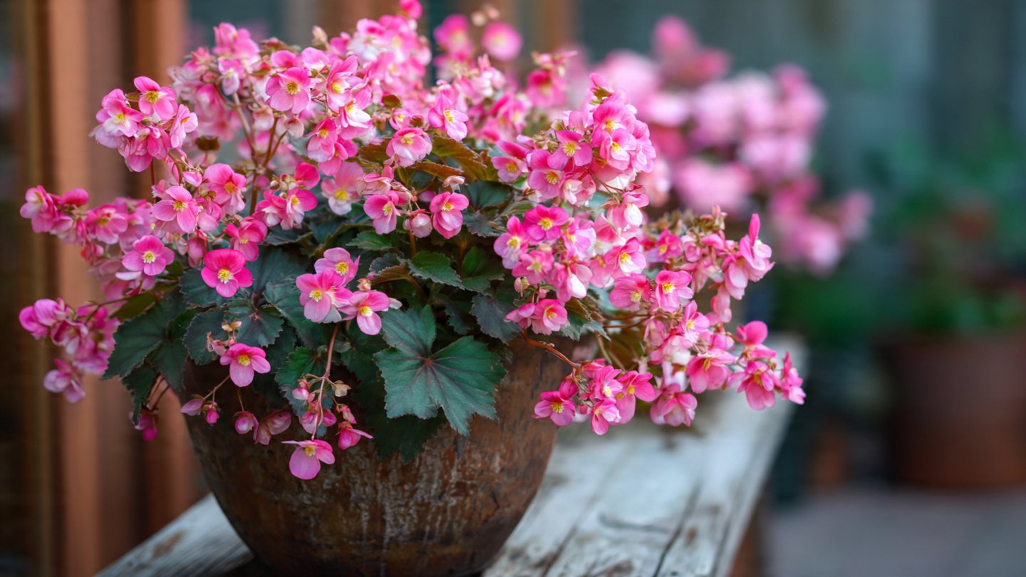 17 Gorgeous Shade-Loving Flowers for Pots and Containers