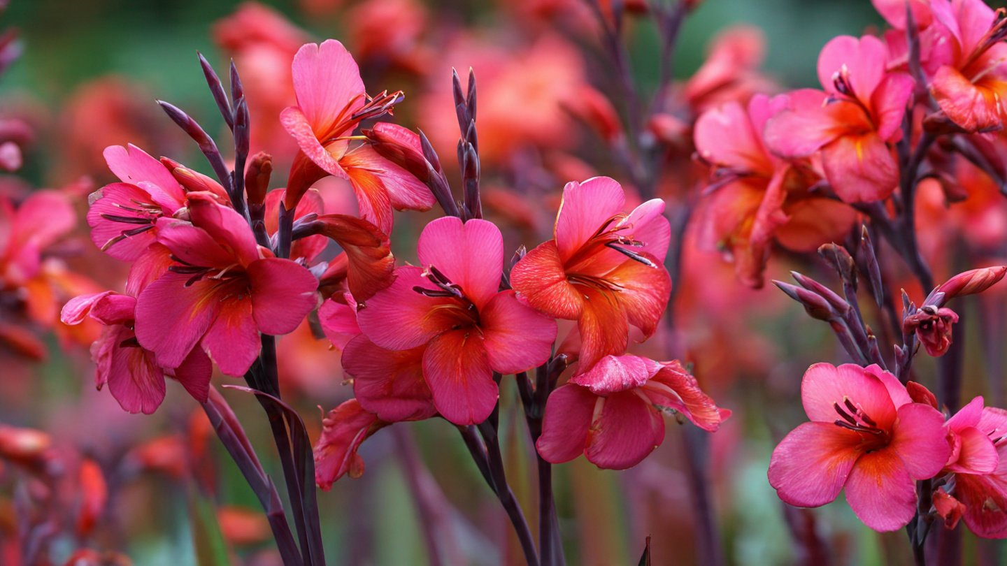 9 Dreamy Flowers to Add Pantone’s Color of the Year to Your Garden