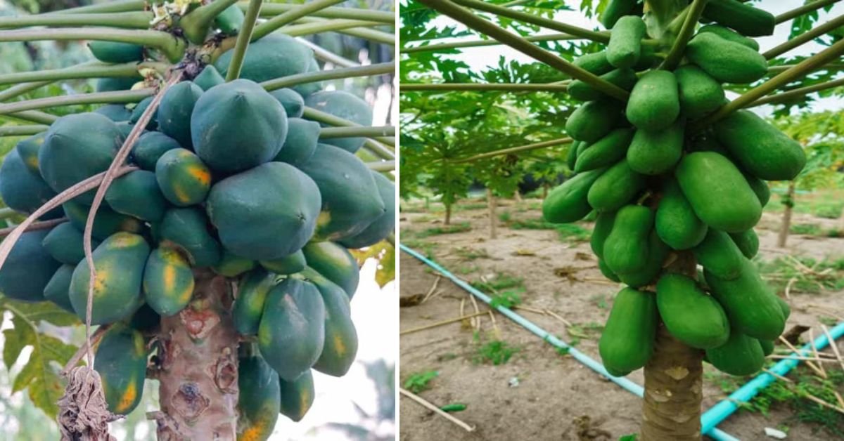 Grow Papaya Trees Twice as Fast: The Smart Gardener’s Secret Method Revealed!