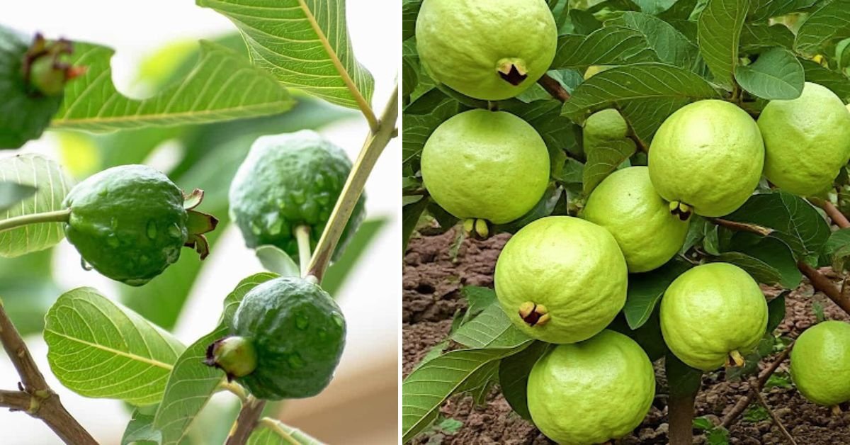 Grow Guava Trees Super Fast: The Secret Tissue Technique Gardeners Swear By!