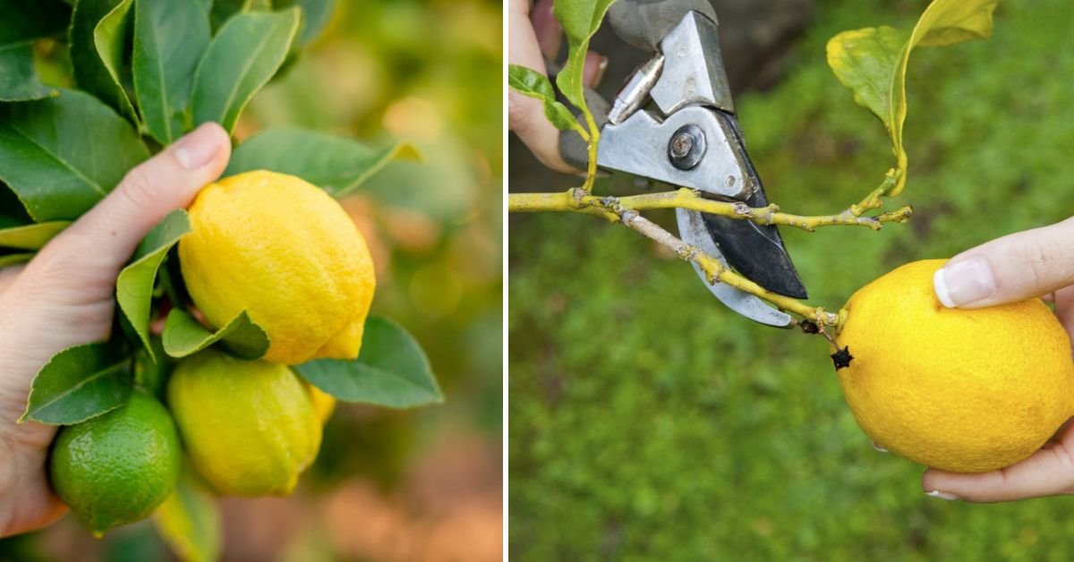 Grow Lemon Trees from Cuttings Quickly: The Proven Method Every Gardener Should Try!