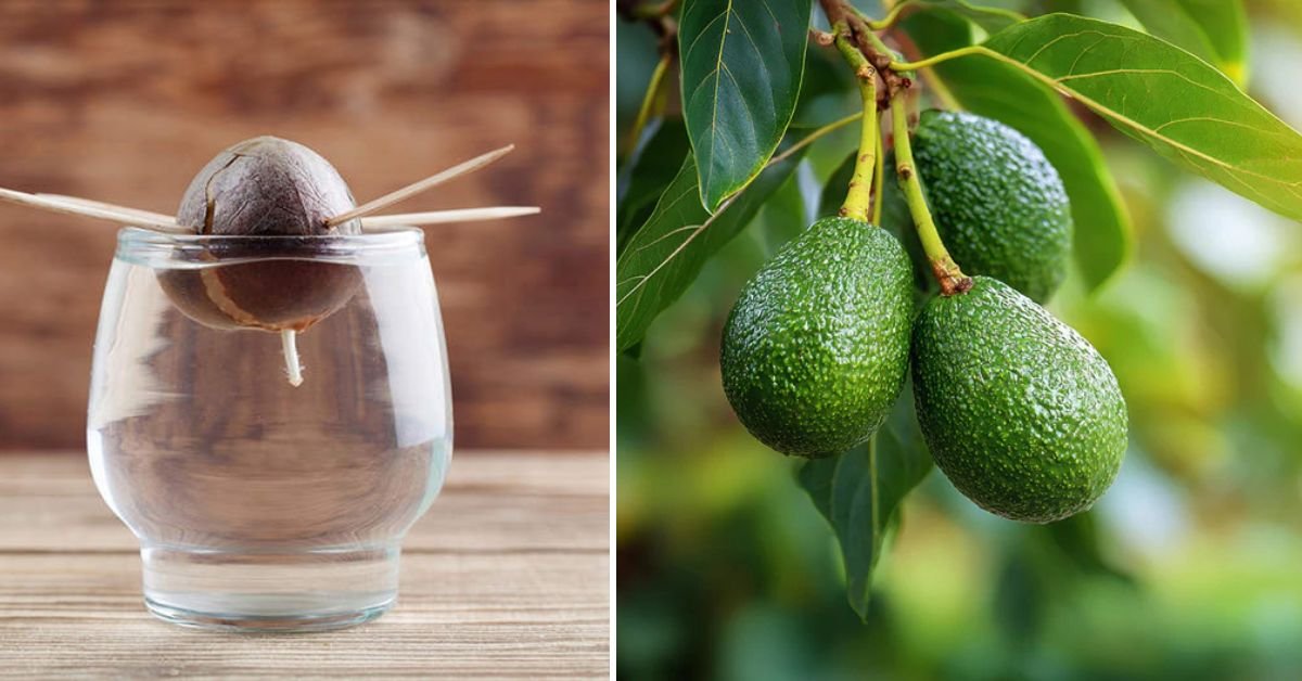 From Seed to Shade: The Ultimate Guide to Growing Your Own Avocado Tree