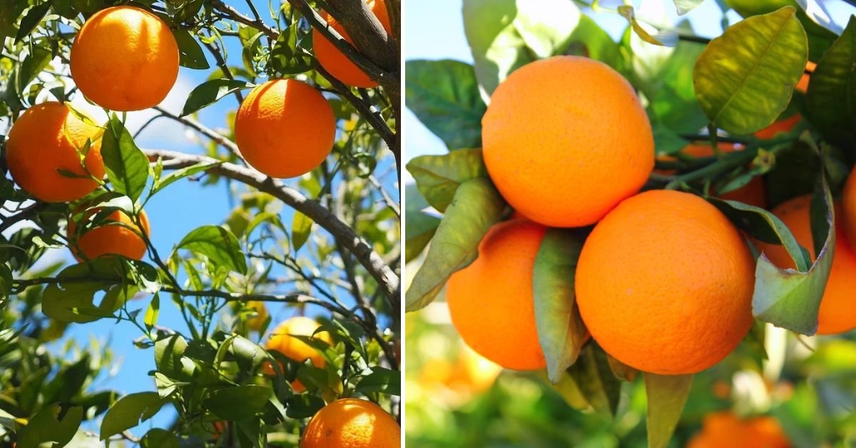Master the Art of Orange Tree Grafting: A Step-by-Step Guide to Grow Better, Sweeter Citrus