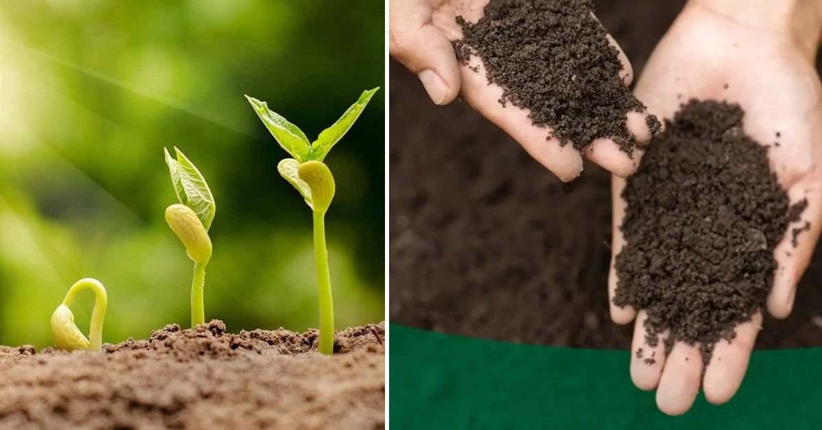 The Great Method of Growing Any Plant Faster: A Complete 1200-Word Guide for Healthy, Thriving Growth
