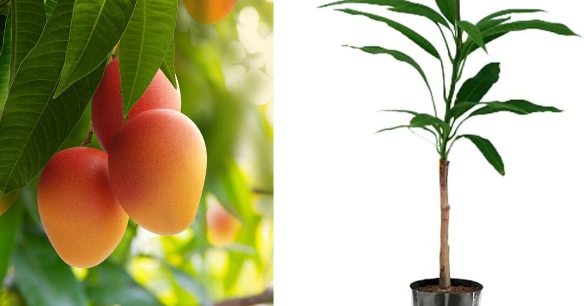 Mastering Mango Magic: The Complete Guide to Grafting Mango Trees for Faster Growth and Superior Fruits