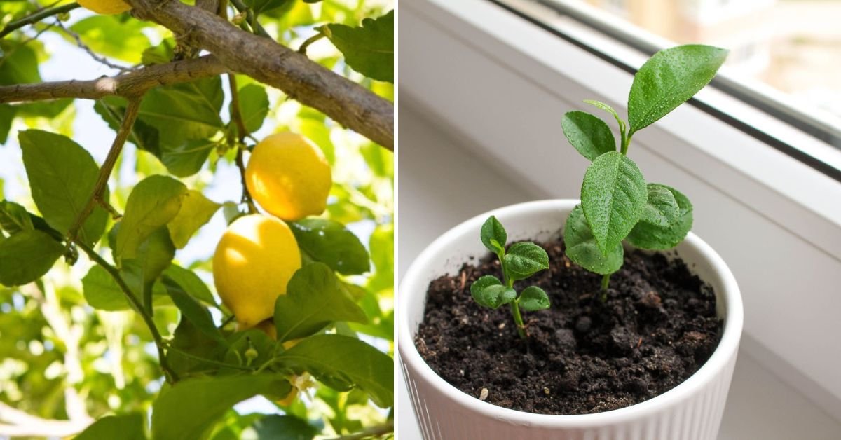 Turn One Lemon Into Many: The Complete Guide to Making Lemon Trees From Cuttings!