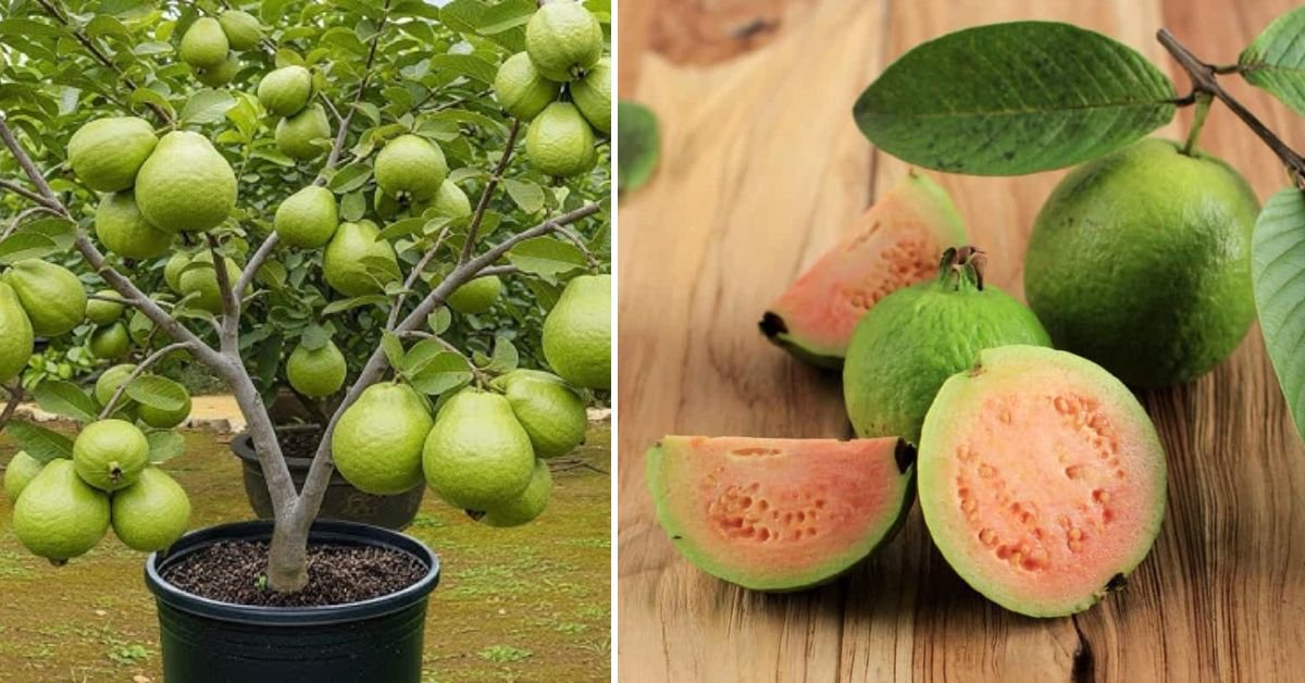 Revolutionary Guava Grafting: The Simple Technique That Guarantees Faster Growth and Sweeter Fruits!