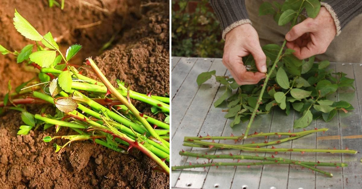 Multiply Your Garden Beauty: The Ultimate Step-by-Step Guide to Propagate Roses From Cuttings!