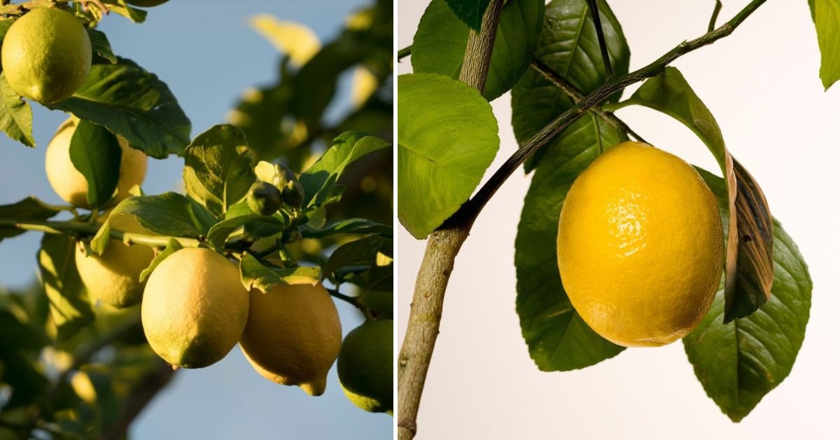 Grow a Lemon Tree Like a Pro: The Complete Step-by-Step Guide for Juicy, Healthy Citrus at Home!