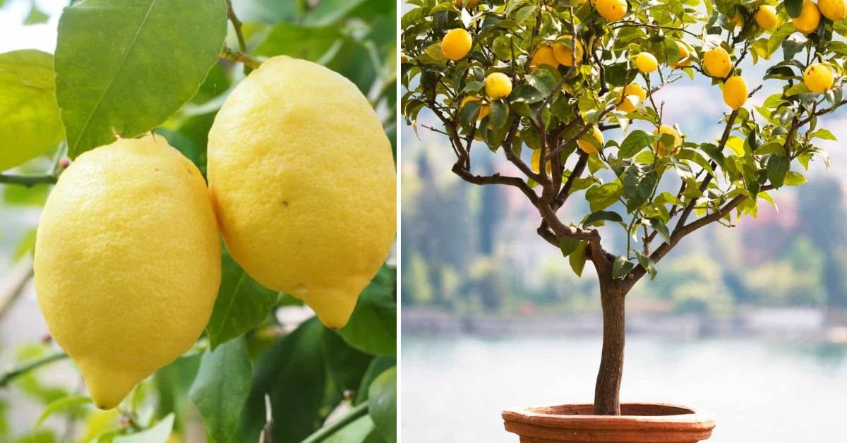 Multiply Your Lemon Trees Easily: The Ultimate Guide to Propagating Lemon Trees at Home