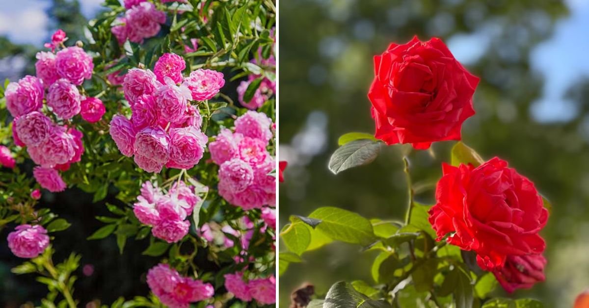 Grow Endless Roses: The Most Effective Guide to Rose Propagation for Stunning Blooms