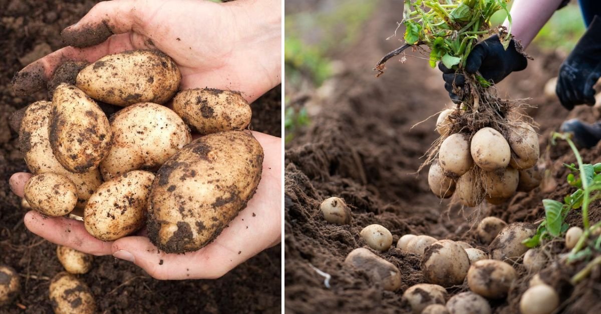 The Hidden Power of Potatoes: How Potatoes Boost Plant Growth Naturally