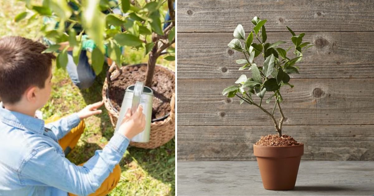 Grow Unlimited Lemon Trees: The Ultimate Guide to Easy Lemon Propagation