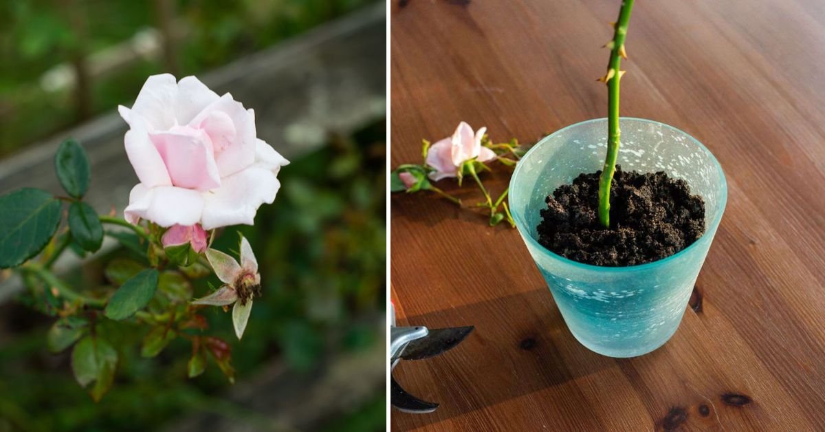 Propagate Rose from Cuttings: The Complete Guide to Growing Beautiful Roses at Home