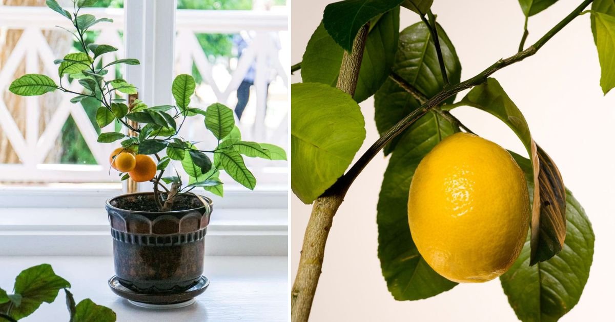 I Propagated a Lemon Tree in Just 1 Month — Here’s the Simple Trick That Works Every Time!