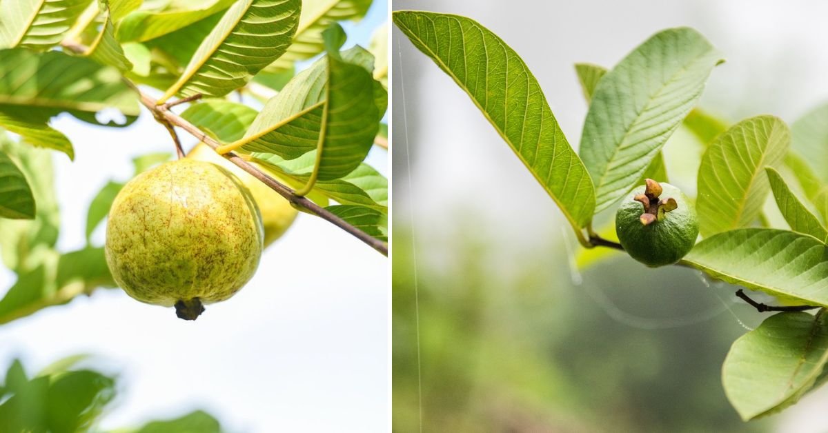 Grow Guava Trees FAST with These Pro Techniques