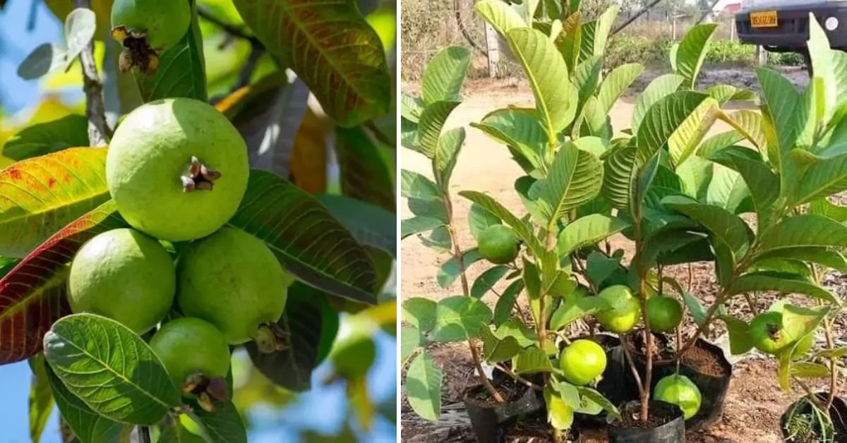 Grow Guava Trees Faster with This One Trick