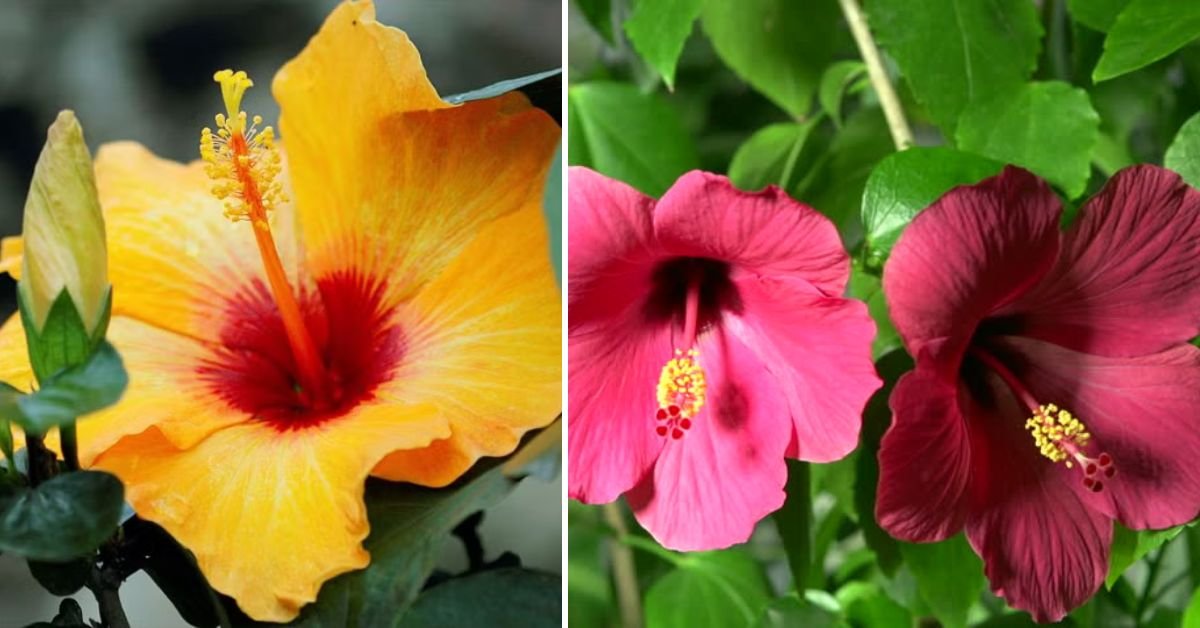 The Complete Hibiscus Propagation Guide: Grow Stunning Blooms Easily at Home!