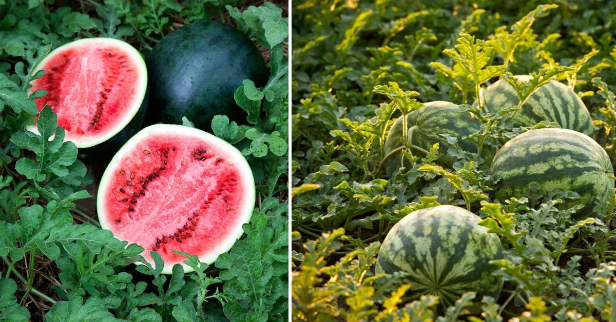 Totally Juicy Watermelon: How to Grow Sweet, Flavor-Packed Watermelons at Home