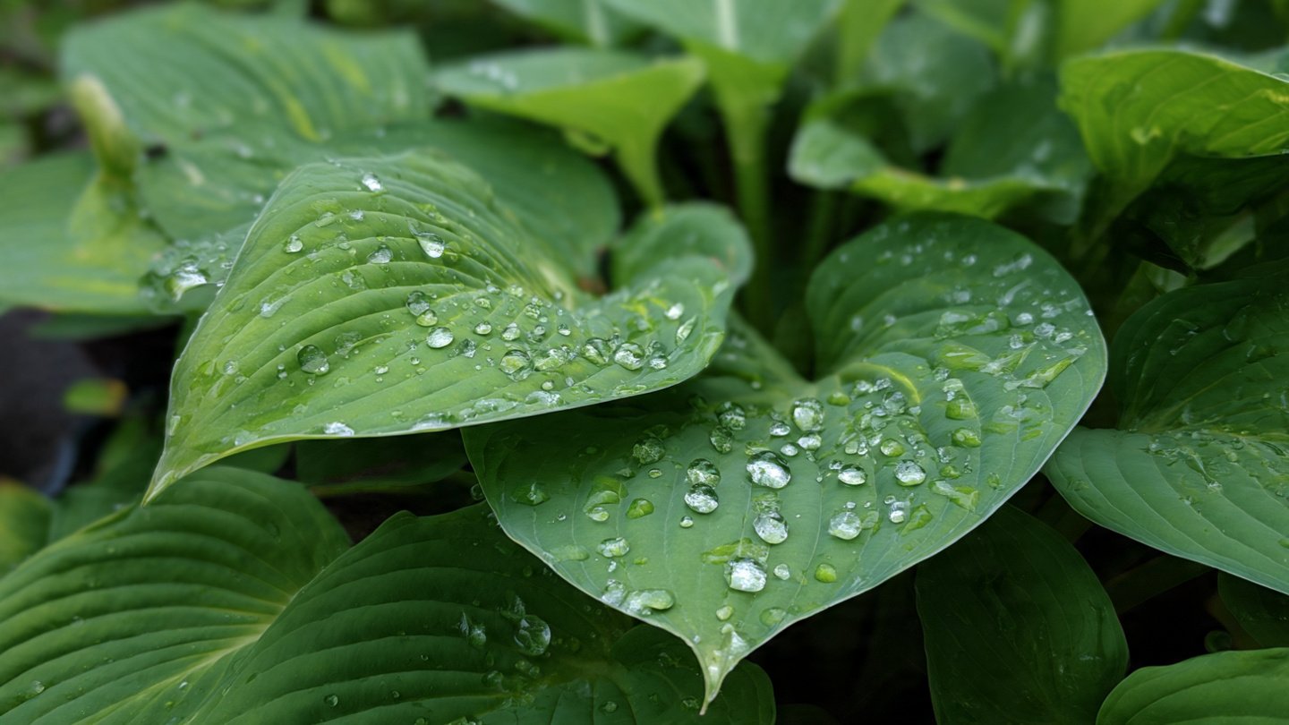 Are Your Hosta Leaves Full of Holes After the Rain? Discover the Surprising Reason!