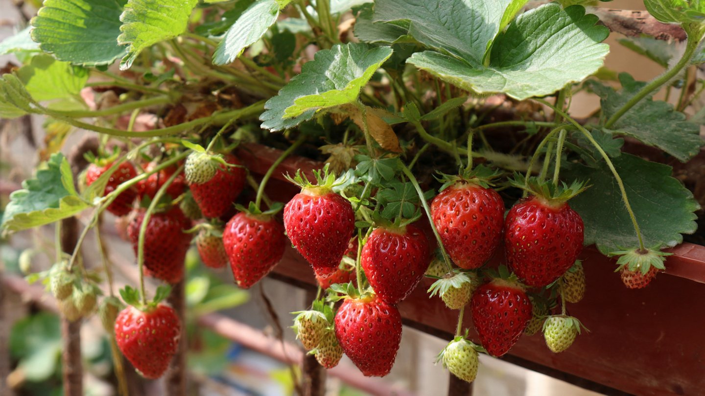 Balcony Gardening: How to Grow Sweet Strawberries in Plastic Bottles for Continuous Harvest