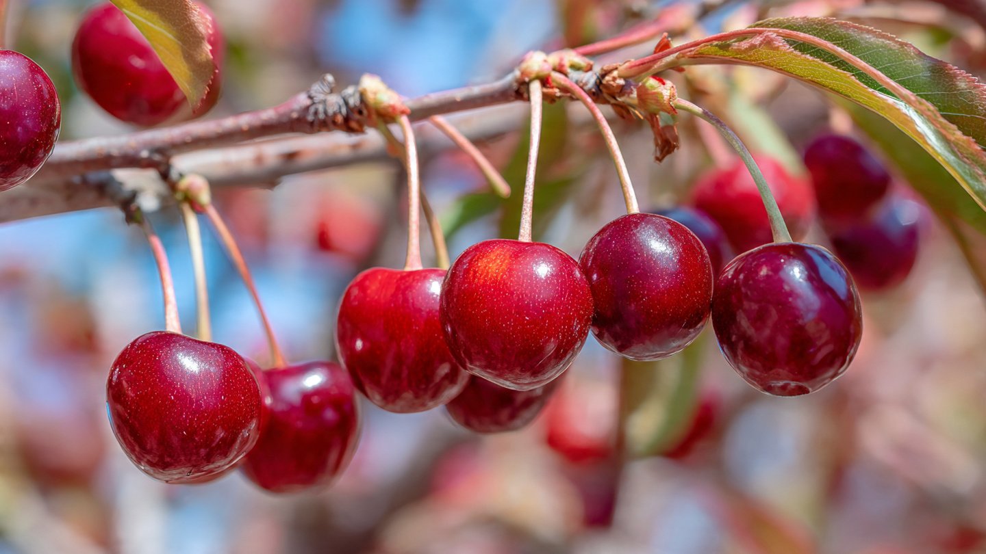 Best Techniques for Successfully Growing Dwarf Cherry Trees in Cold Climate Regions