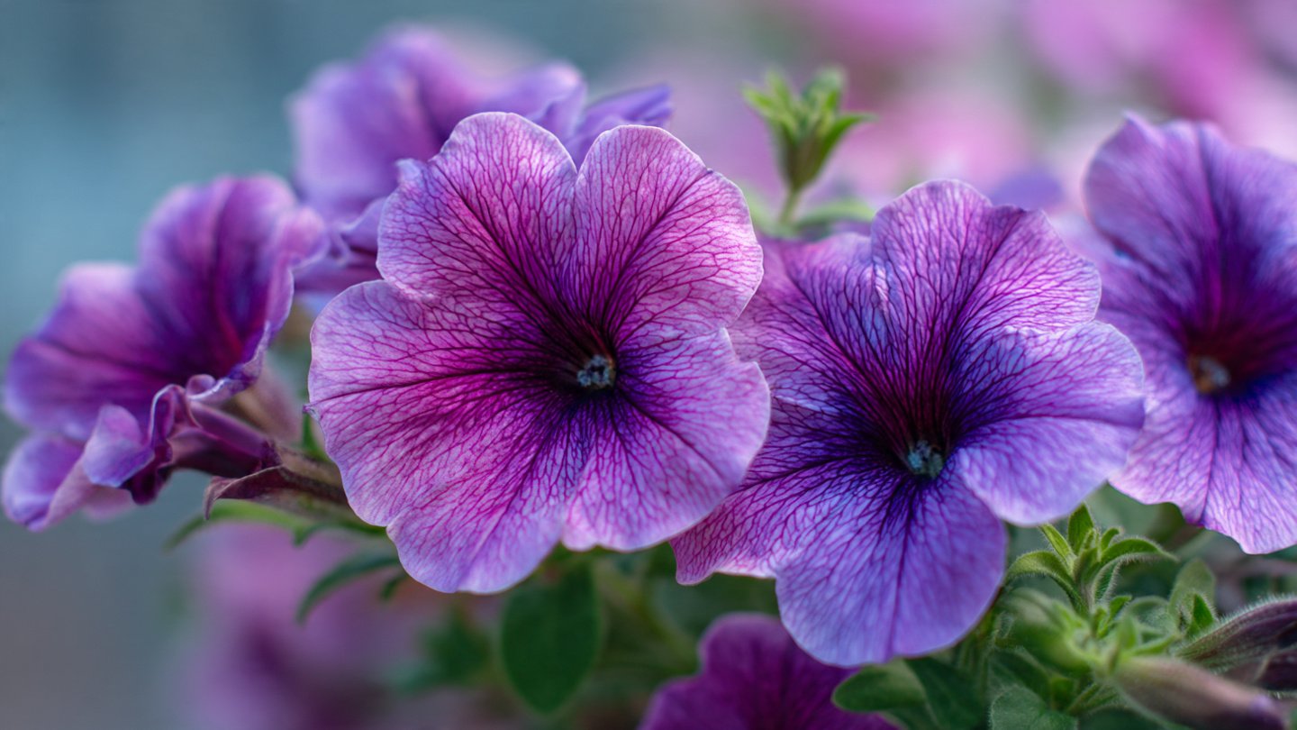 Best Techniques for Successfully Propagating Petunia Cuttings at Home