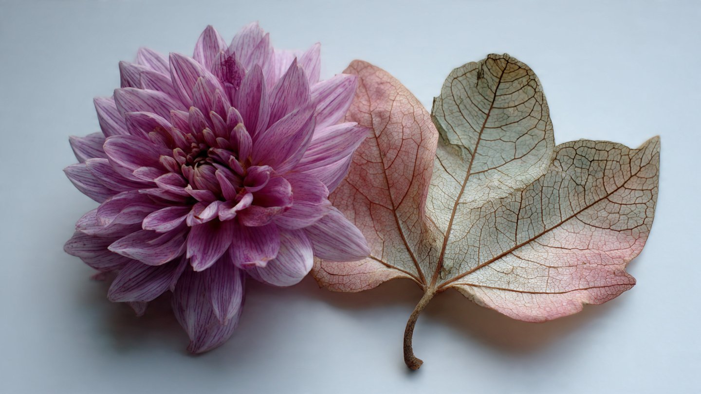 Can One Leaf Cutting Really Revive a Dying Flower?