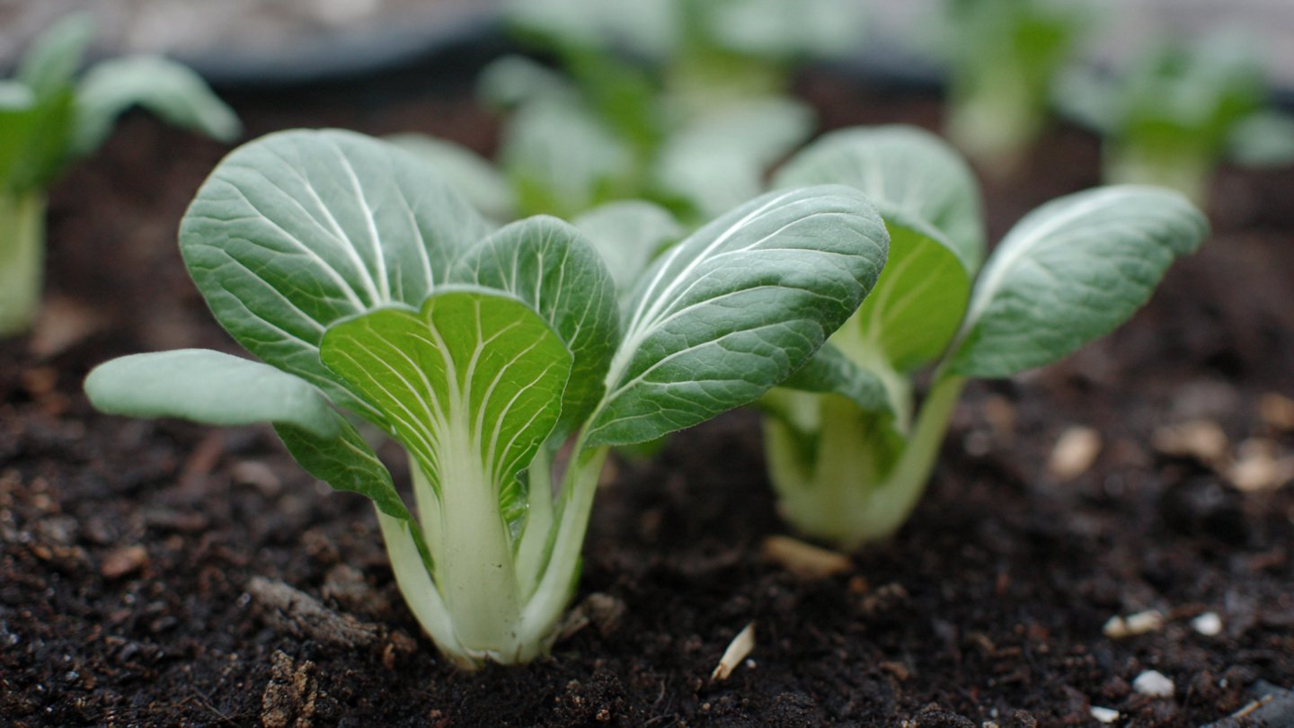 Can You Master This Easy Hack to Grow Bok Choy Fast?
