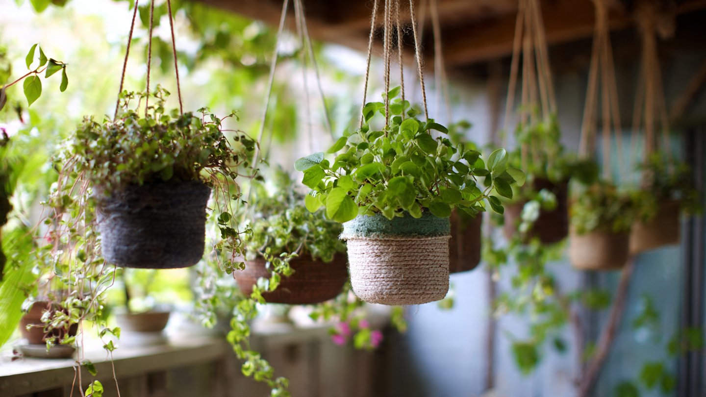 Creating a Hanging Garden: Transform Small Spaces into Green Sanctuaries