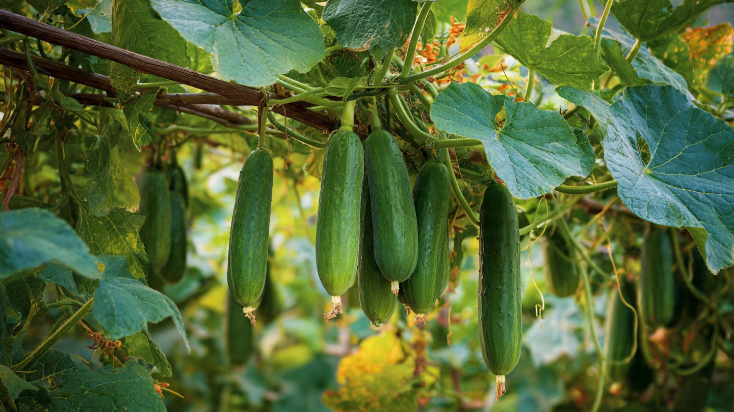 Cucumber Harvest Made Easy | Grow High Yield in Small Spaces