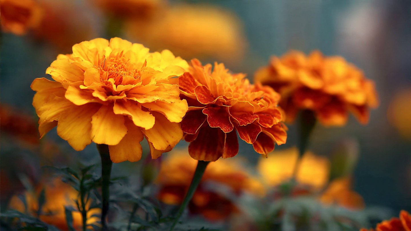 Discover the Best Techniques for Growing Marigold Flowers Large and Beautiful