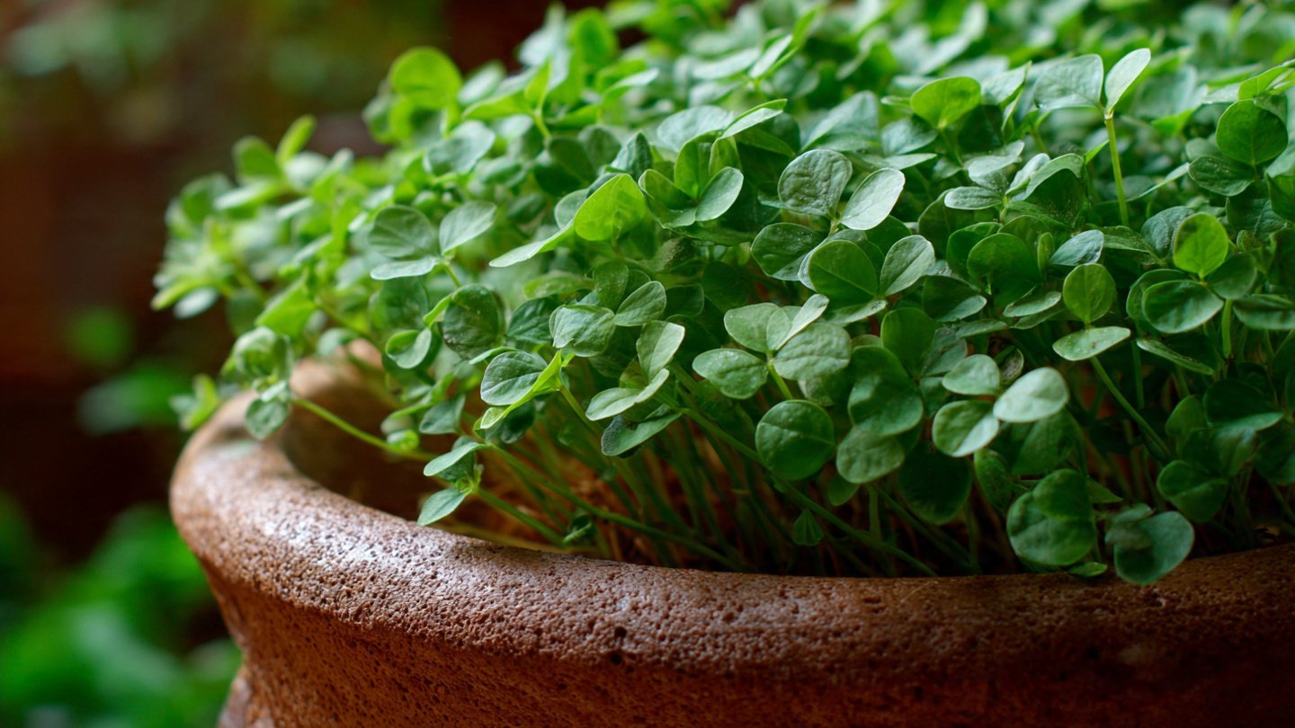 Discover the Easy Method to Successfully Grow Kasuri Methi Indoors All Year Round