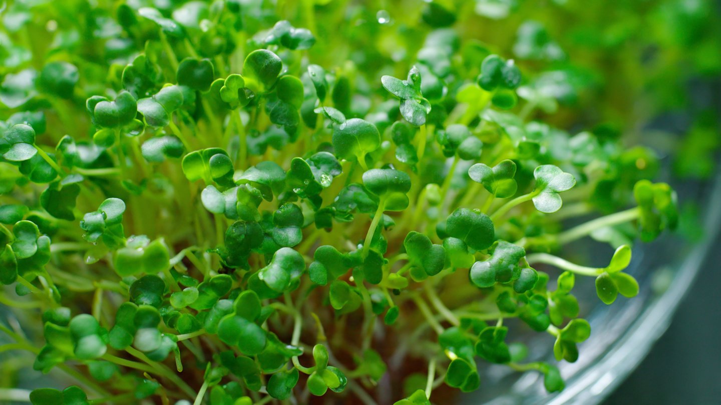 Discover the Secrets to Growing Coriander Microgreens in Water Without the Need for Soil
