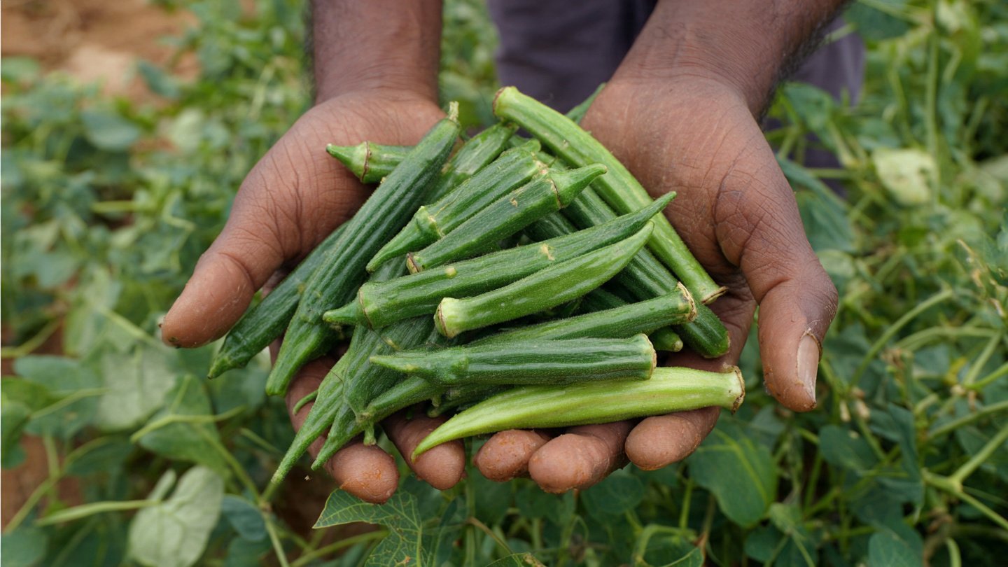 Discover the Simple Secret for Growing Bhindi Without Fiber Using Innovative Techniques