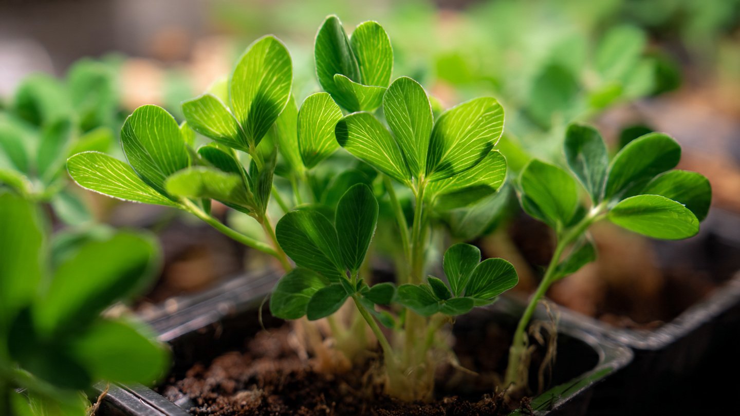 Discover the Ultimate Easy Hack to Grow Fenugreek Indoors for Year Round Freshness and Flavor in Your Kitchen