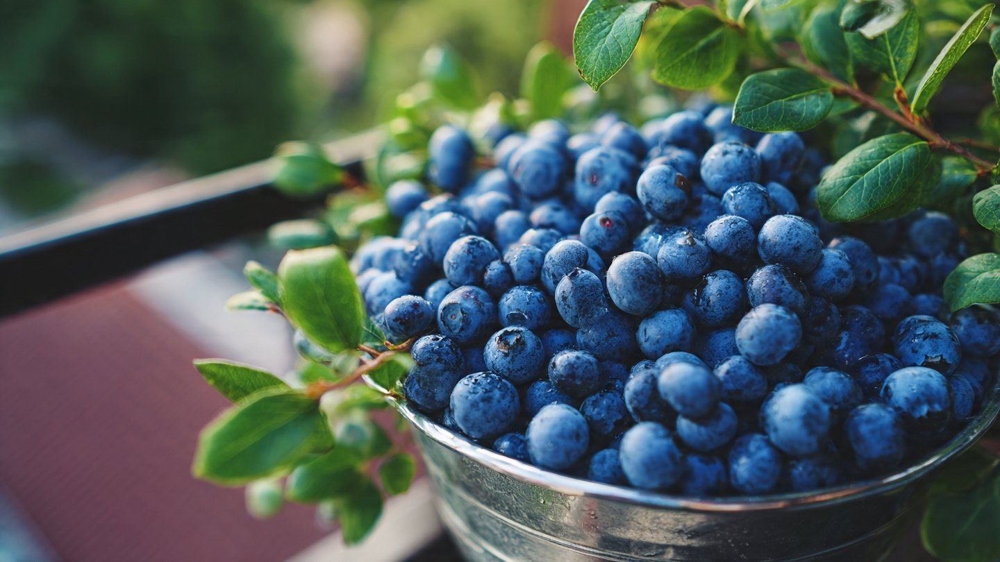 Discovering the Joys of Growing Blueberries on Your Balcony