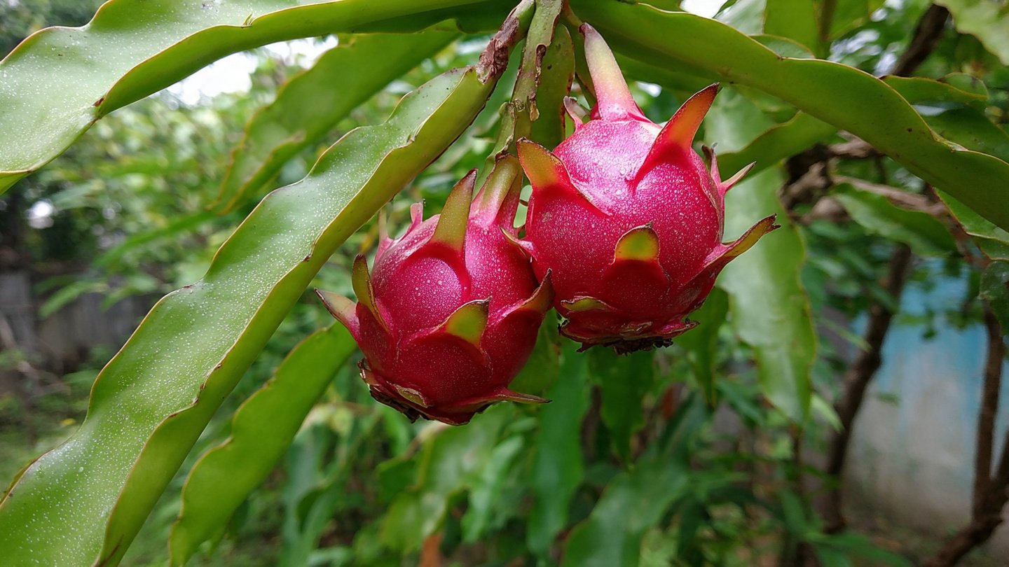 Double Harvest Gardening – How to Grow Dragon Fruit and Guava on the Same Plant