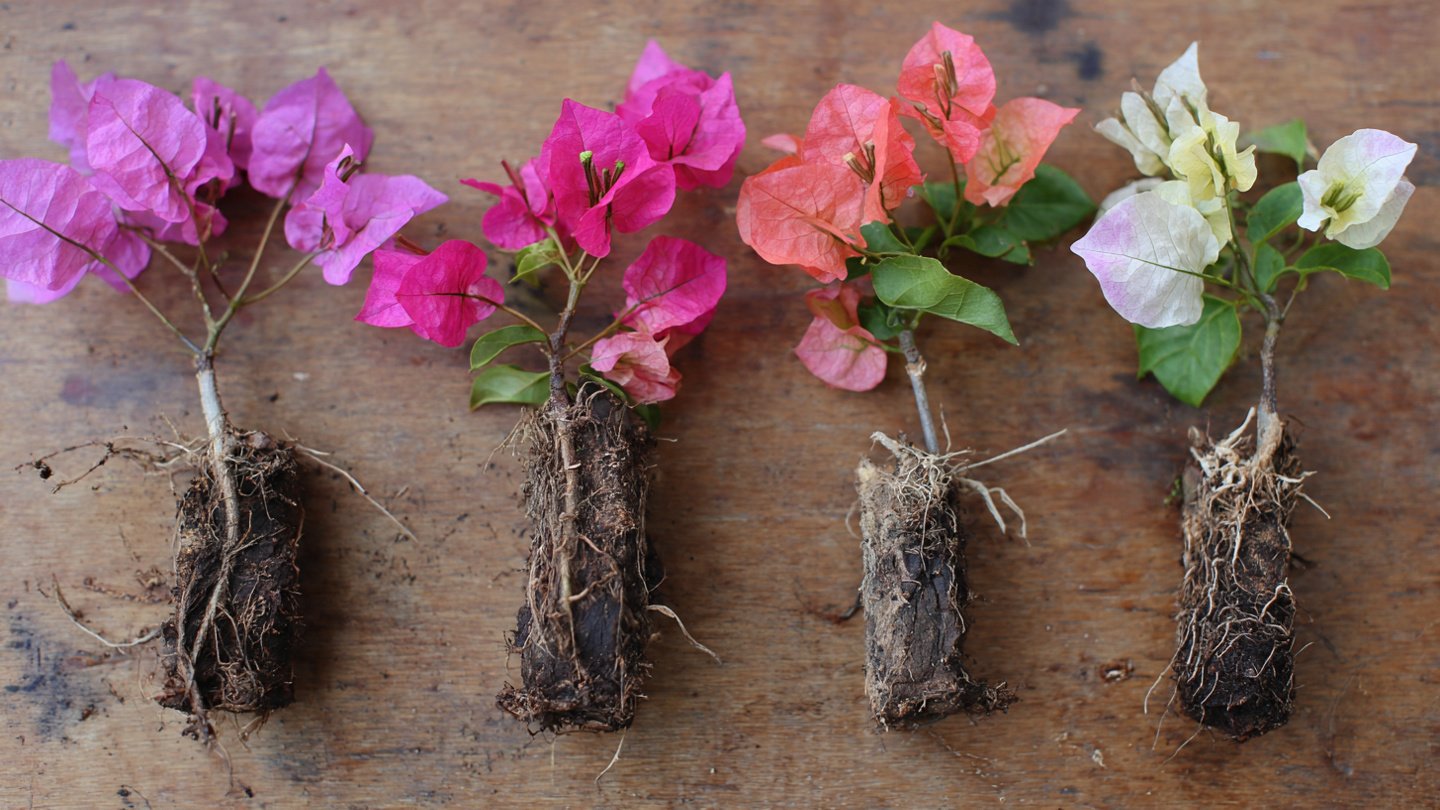 Easy Guide to Transforming Bougainvillea Cuttings into Thriving Plants