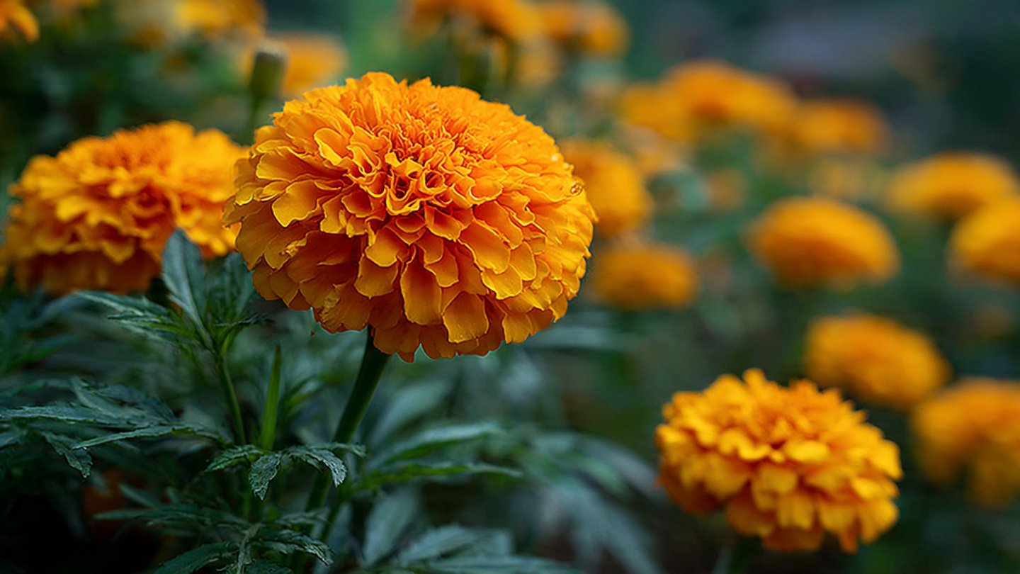 Easy Hack to Grow Marigold Without Pests for Beginners and Garden Enthusiasts