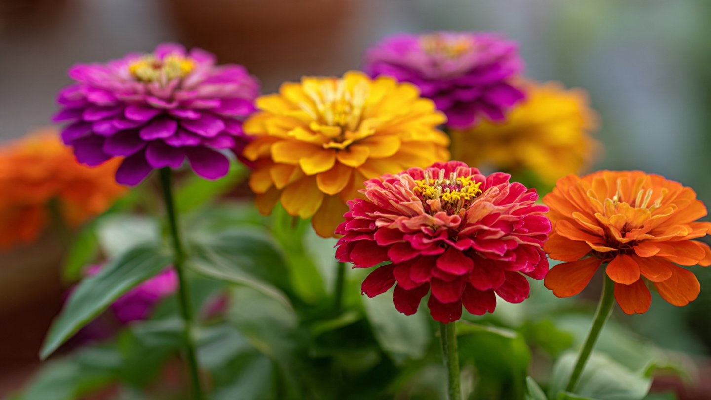 Easy Hack to Grow Zinnias in Pots for Thriving Colorful Blooms