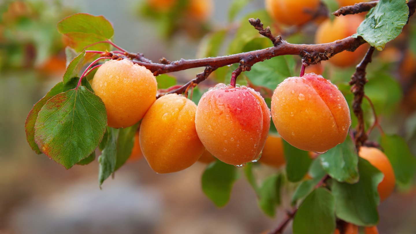 Easy Hacks for Successfully Growing Apricot Trees in Containers