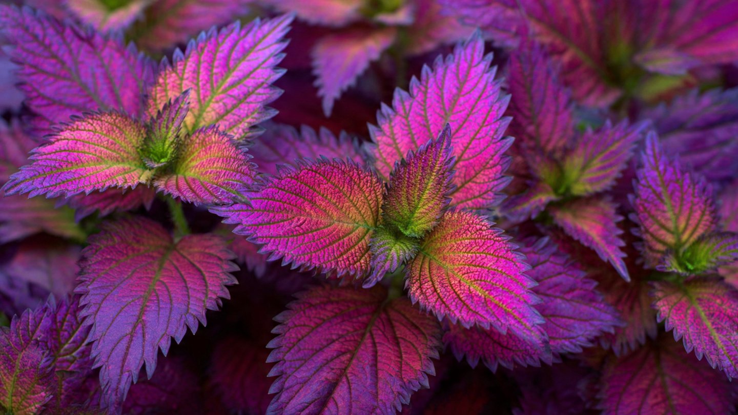 Easy Method for Growing Painted Nettle in Mass Planting for Vibrant Garden Displays