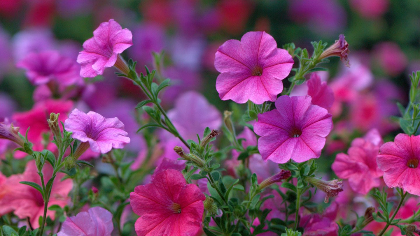Easy Methods to Cultivate Lush Bushy Petunias in Your Garden