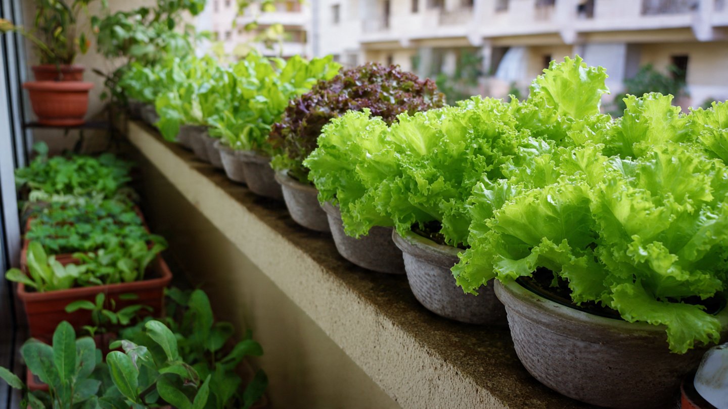 Easy Steps to Create a Thriving Balcony Salad Garden for Fresh and Healthy Greens