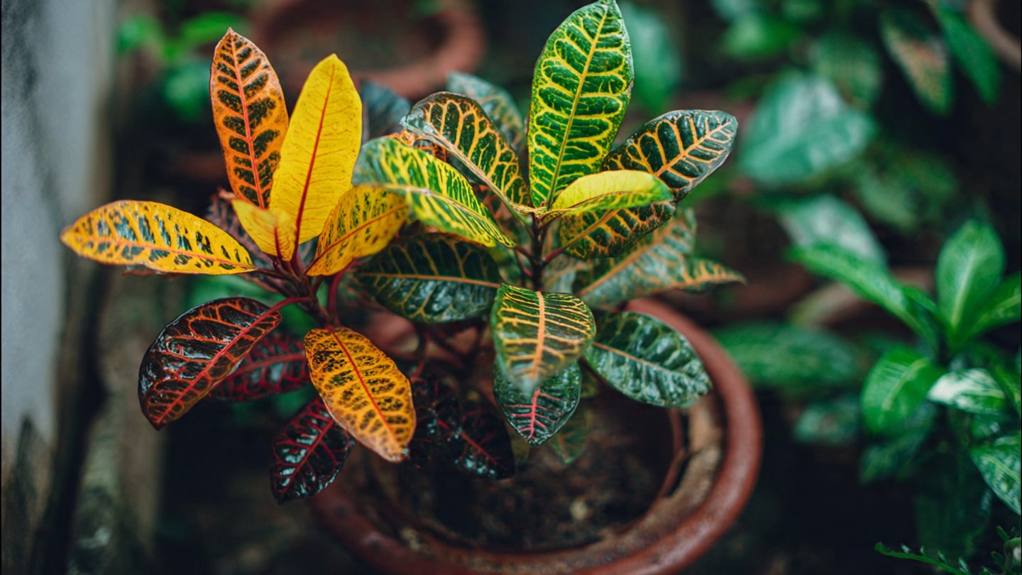 Easy Trick to Multiply Croton Plant at Home with Simple Steps and Minimal Effort
