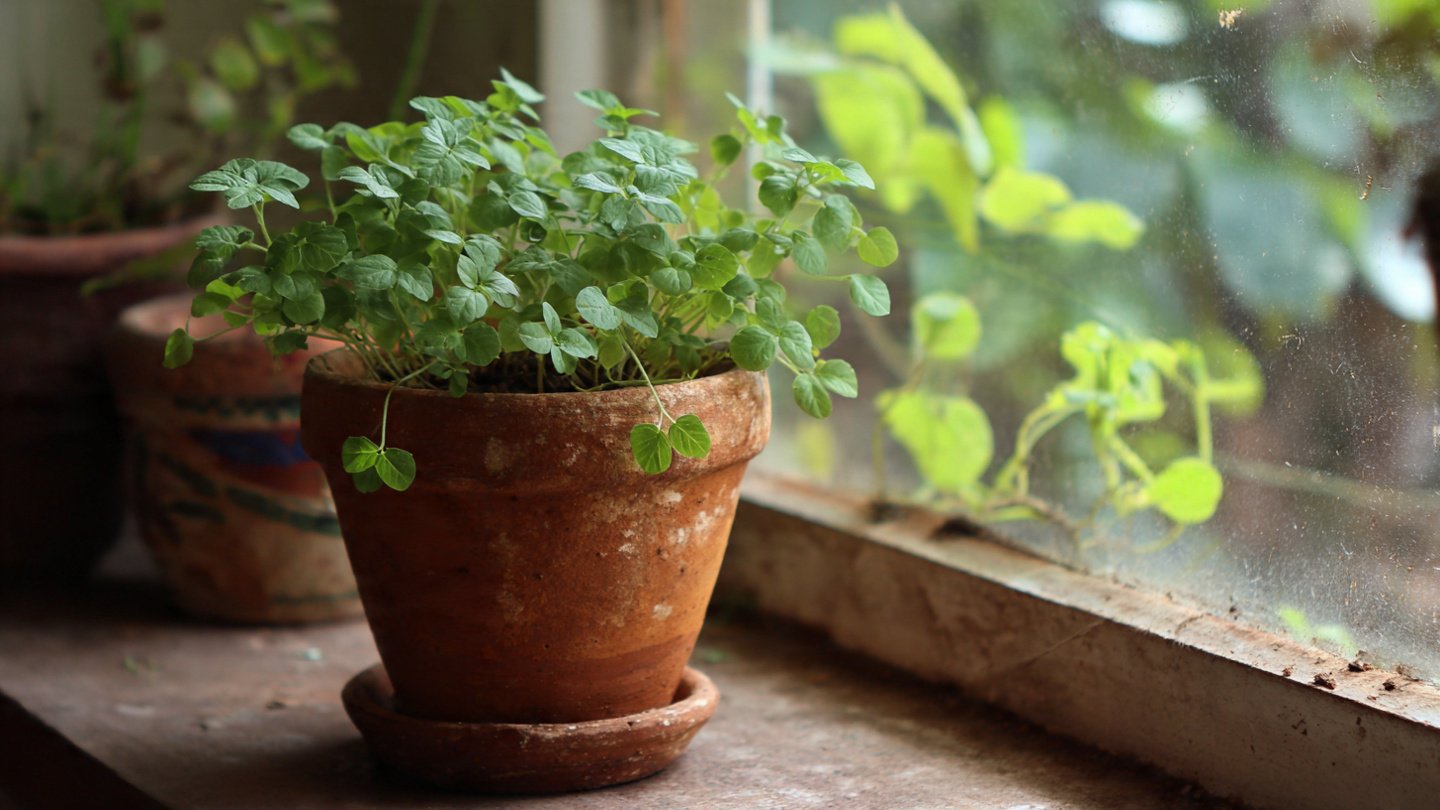 Effective Techniques for Growing Methi Indoors in Low Light Environments