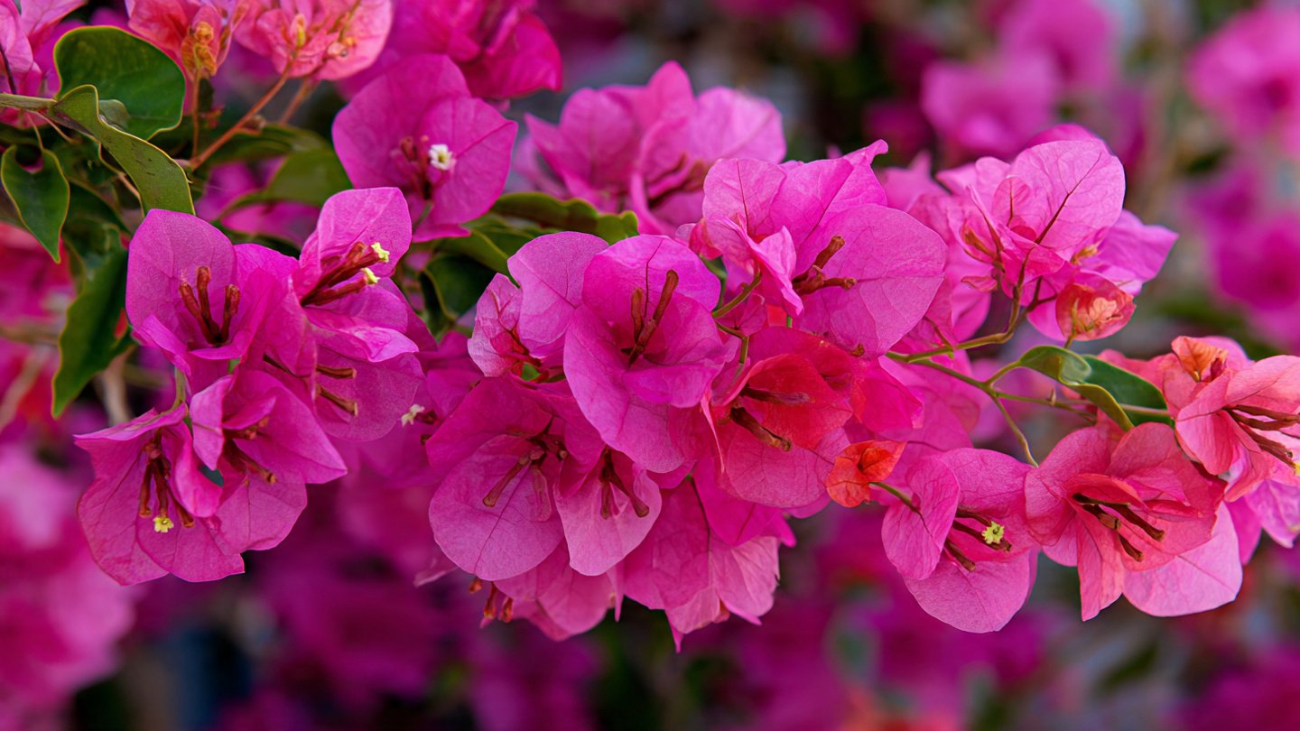 FOCUS KEYWORD: Potted Bougainvillea Blooming Tips for Garden Lovers