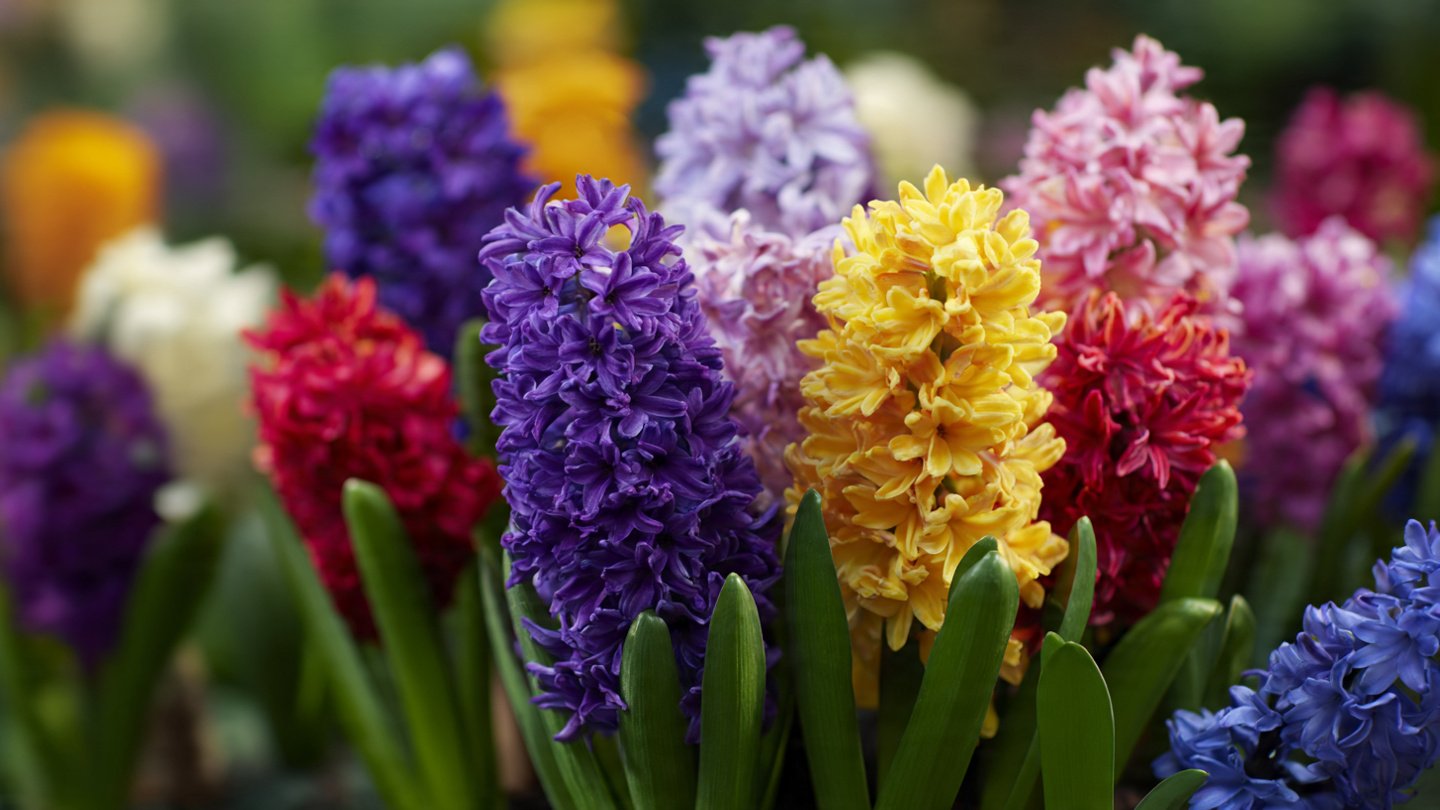 [FOCUS KEYWORD]: Proven Tips on How to Grow and Care for Hyacinths From Gardening Experts