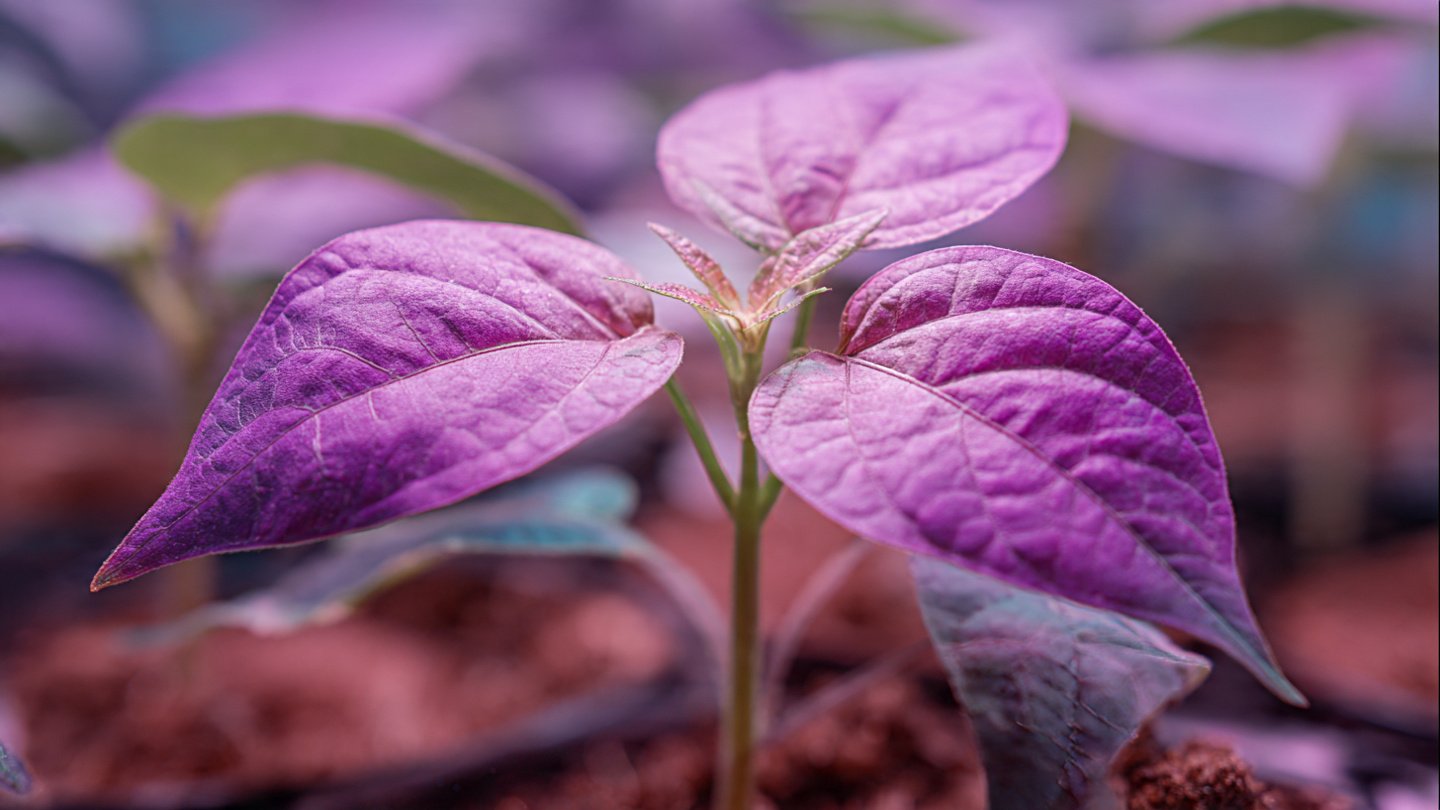 FOCUS KEYWORD: Purple Sweet Potato Growing in 172 Days Time Lapse